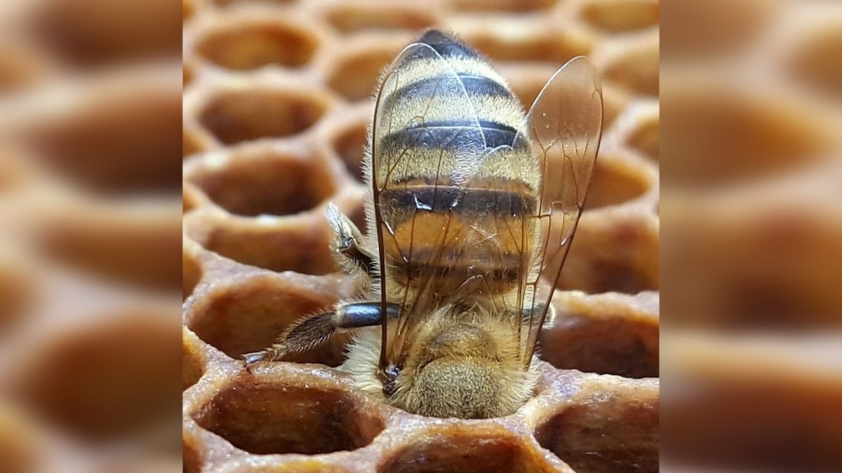 Bijenfoto van Heemsteedse imker gaat al vier jaar de wereld over