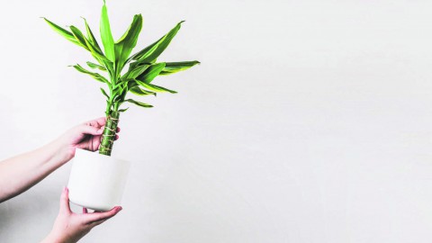 Plant van de maand: de Dracaena plant