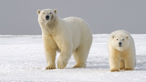 Waarom zijn er geen ijsberen op Antarctica?