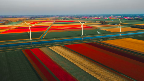 Geniet van de tulpen in Nederland