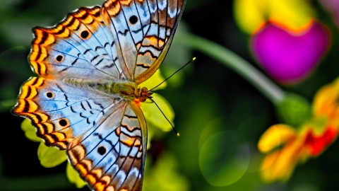 Tuinvlindertelling: 73.000 vlinders geteld in drie dagen