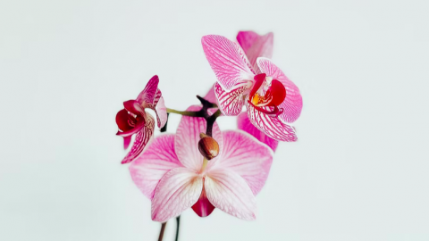 Nationale Orchideeëndag